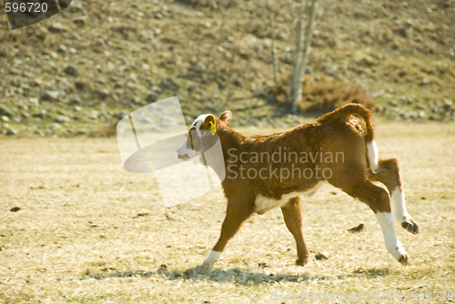 Image of running calf