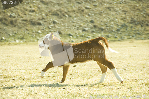 Image of running calf