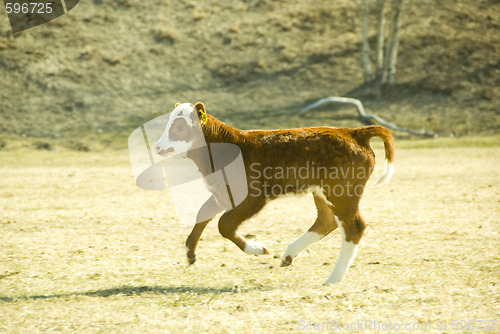 Image of running calf