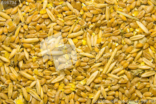 Image of grain