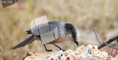 Image of grey jay