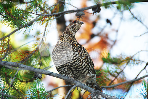Image of grouse