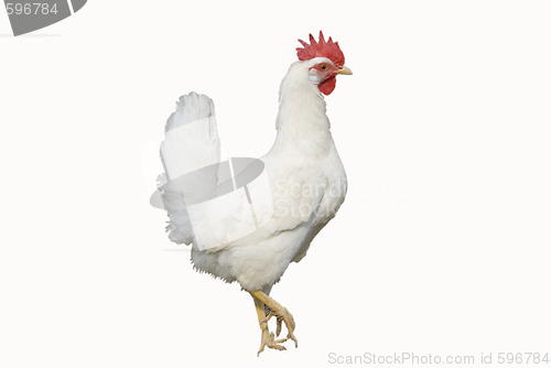 Image of white chicken