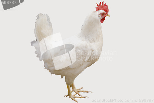 Image of white chicken