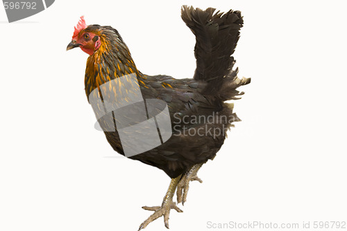 Image of black chicken