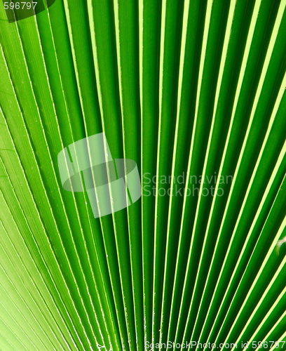 Image of green background