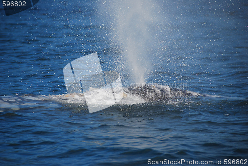 Image of grey wale