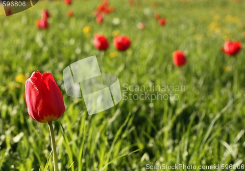 Image of Meadow. Tulips. Background