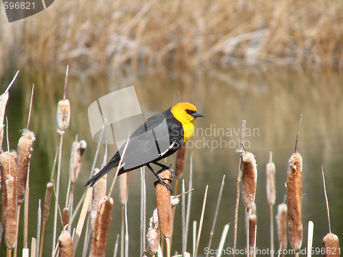 Image of blackbird