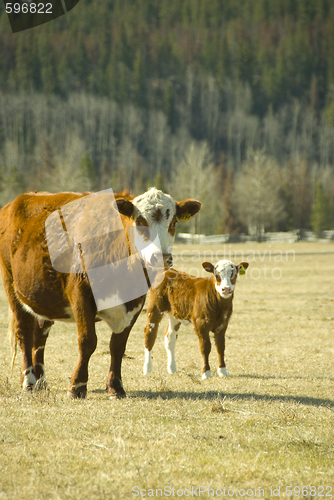 Image of cow and calf