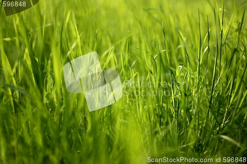 Image of Young, juicy, silky grass. Texture. Structure. Background