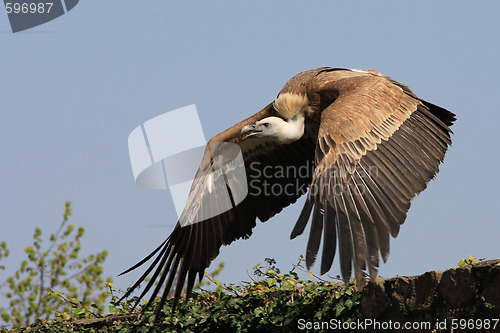 Image of Griffon Vulture - Gyps fulvus