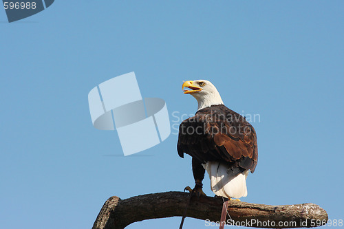 Image of Bald Eagle portrait