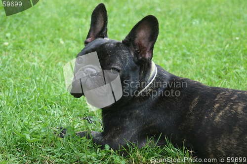 Image of french bulldog