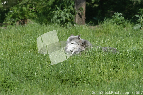 Image of Resting Wolf