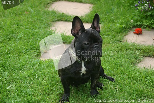 Image of french bulldog and red flower