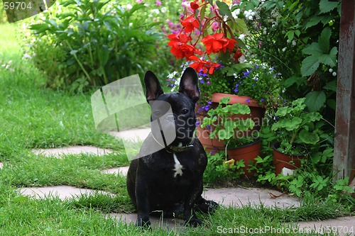 Image of french bulldog and flower