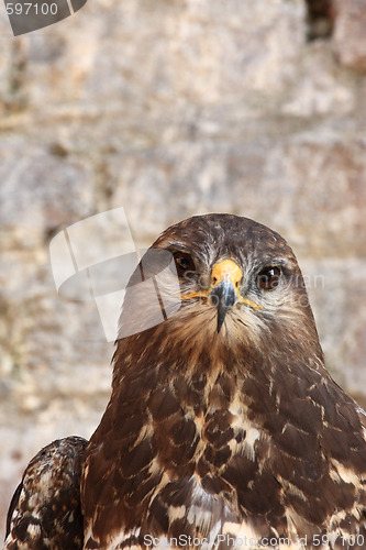 Image of Harris Hawk