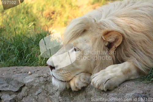 Image of White Lion