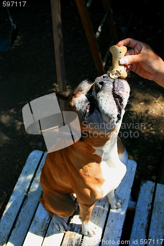 Image of Hand Feeding The Dog