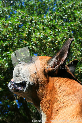 Image of Boxer Dog Headshot