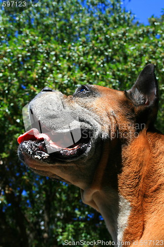 Image of Boxer Dog Headshot