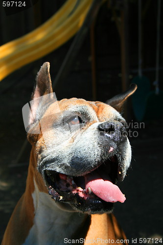 Image of Boxer Dog Headshot