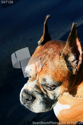 Image of Boxer Dog Headshot