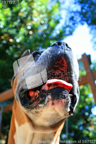 Image of Boxer Dog Muzzle