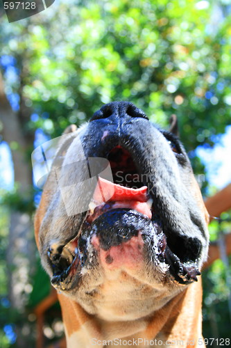 Image of Boxer Dog Muzzle