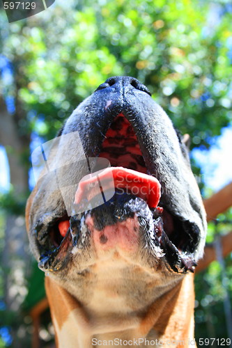 Image of Boxer Dog Muzzle