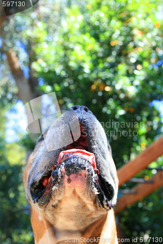 Image of Boxer Dog Muzzle