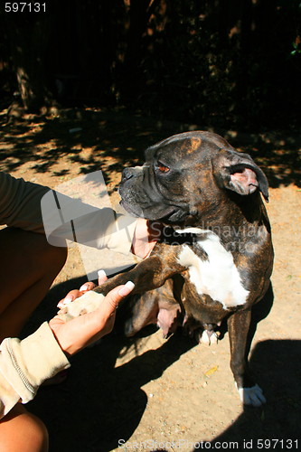 Image of Boxer Dog Shakes Hand