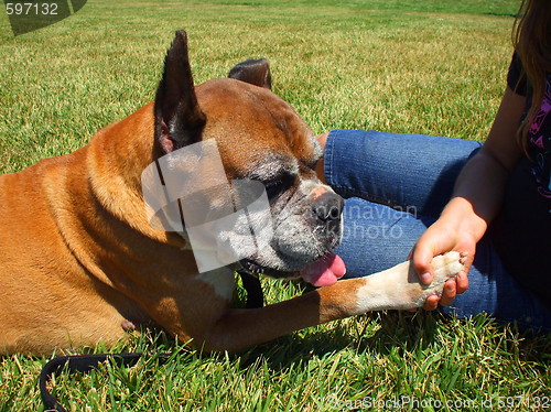 Image of Boxer Dog Shakes Hand