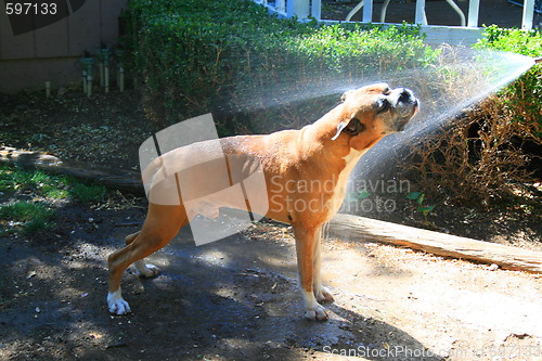 Image of Boxer Dog Sprayed