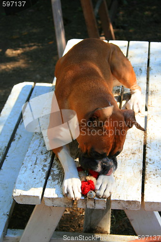 Image of Boxer Puppy Playing