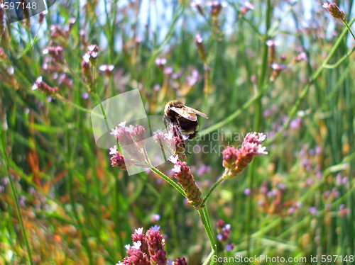 Image of Bumble Bee