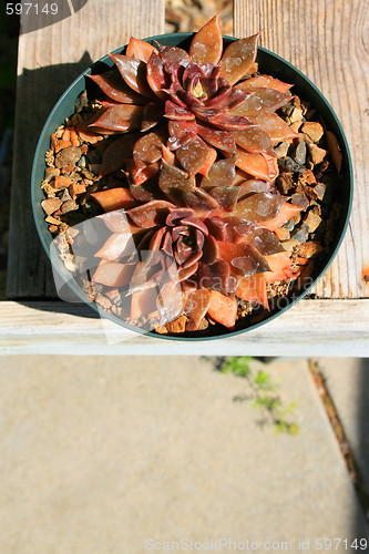 Image of Two Cactuses