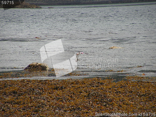 Image of Bird in flight