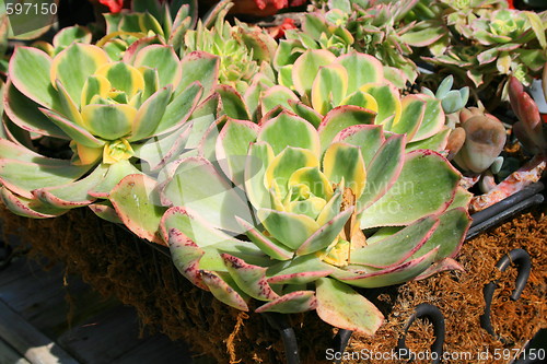 Image of Two Cactuses