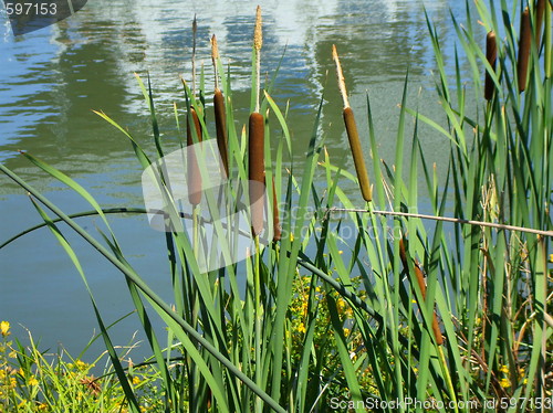 Image of Cattail Plants