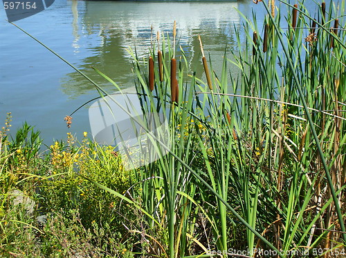 Image of Cattail Plants