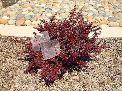 Image of Crimson Pygmy Barberry