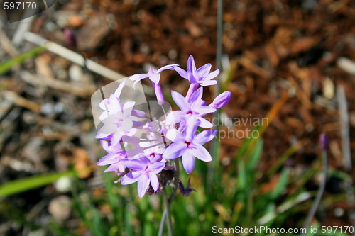 Image of Decorative Garlic Flower