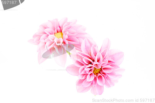 Image of pink dahlia