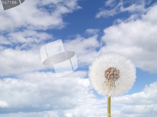 Image of blowball and sky