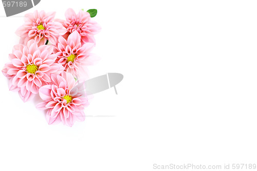 Image of pink dahlia