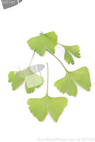 Image of ginko leaves