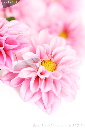 Image of pink dahlia