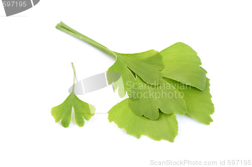 Image of ginko leaves